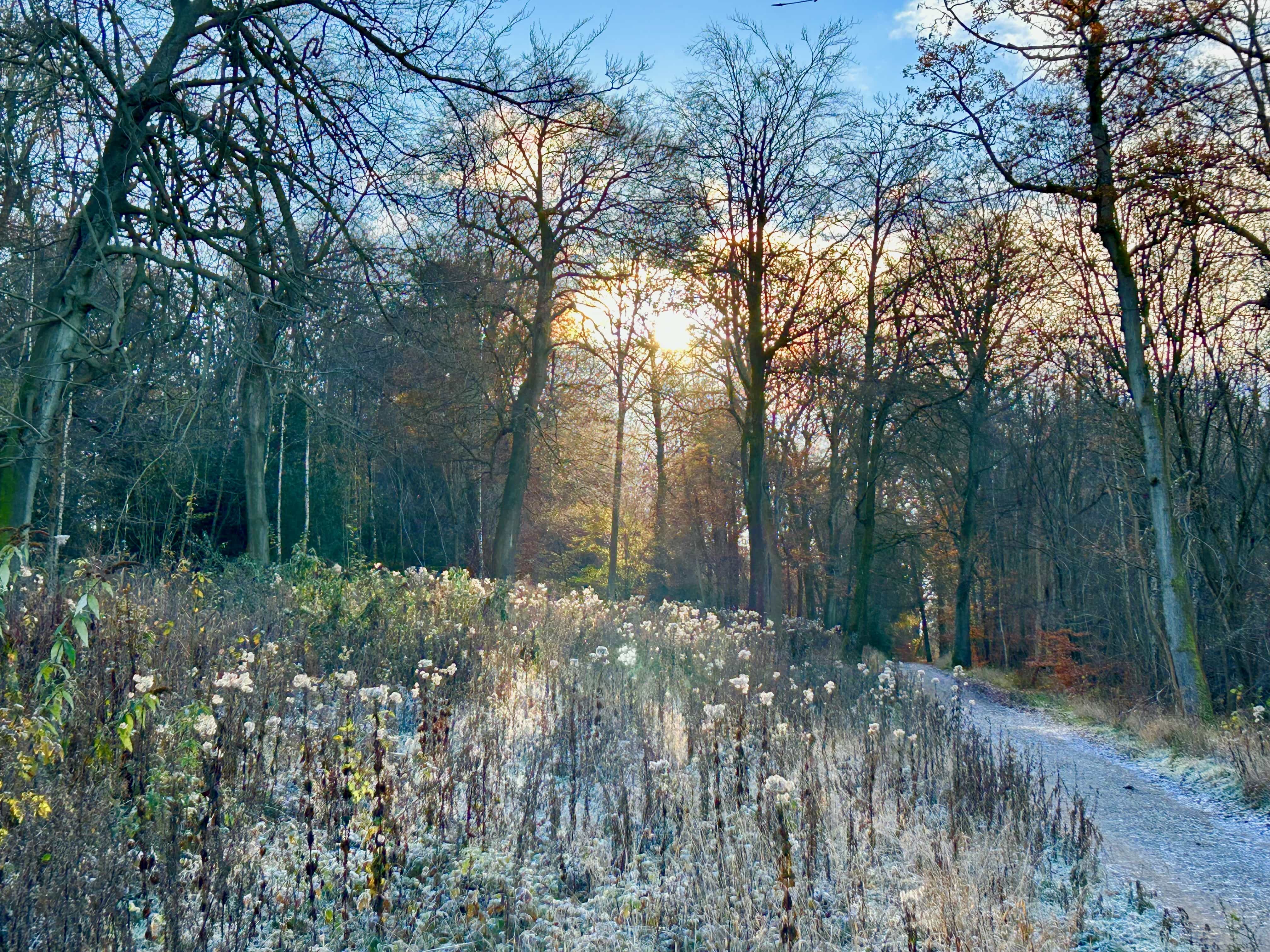 Surrey Hills woodland track